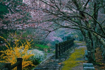 View of cherry blossoms in park