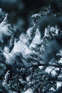 Full frame shot of pine trees during winter