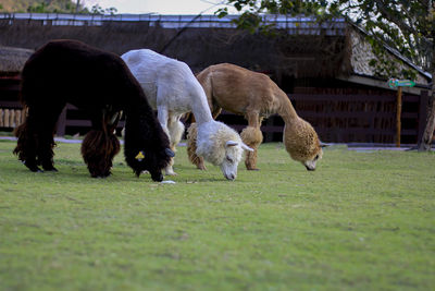 Alpaca, in the lovely zoo.