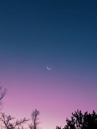 Low angle view of silhouette trees against clear sky at night