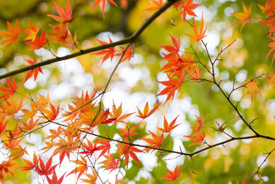 Close-up of orange maple leaves on tree