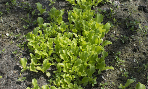 High angle view of plants growing on field