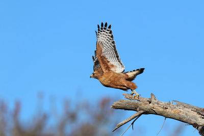 Low angle view of eagle flying against blue sky