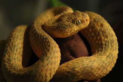 Close-up of snake