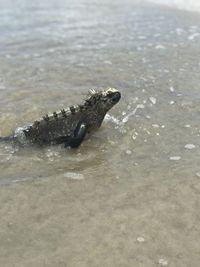 Close-up of turtle in sea