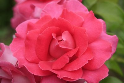 Close-up of pink rose blooming outdoors