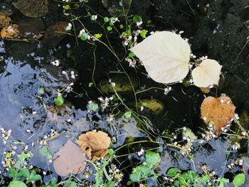 High angle view of dry leaves floating on lake