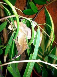 High angle view of insect on plant