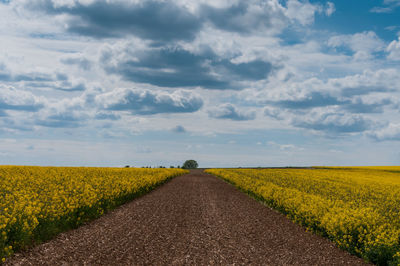 Scenic view of agricultural field against sky