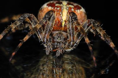 Close-up of spider