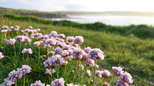 Close-up of pink flowering plants on land