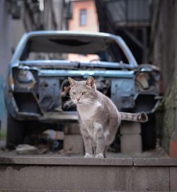 Cat sitting in a car