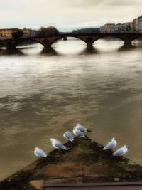 Seagulls on bridge over river against sky