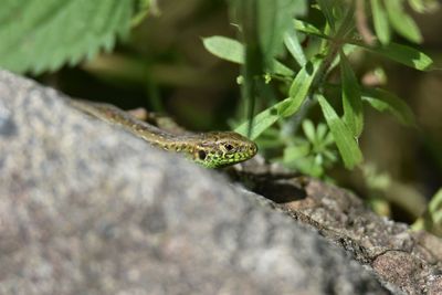 Close-up of lizard on rock