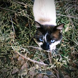 Portrait of cat on floor