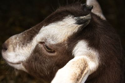 Close-up of  goat