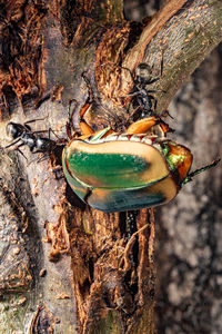 Close-up of crab on tree trunk