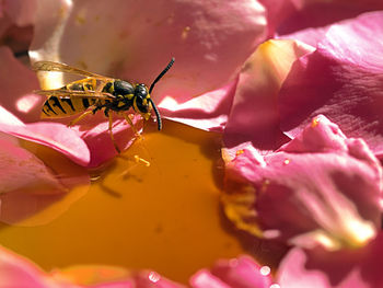 Close-up of insect on pink flower