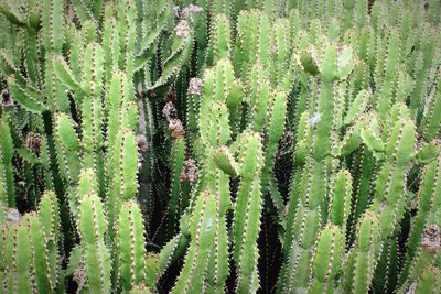 Full frame shot of prickly pear cactus