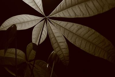 Low angle view of leaf against black background