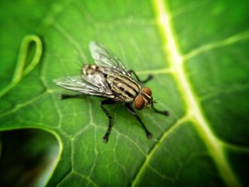 Close-up of housefly on leaf