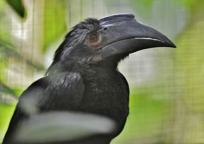 Close up of bird