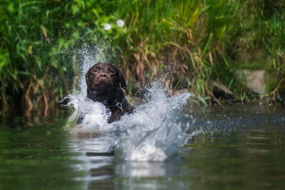 View of turtle in water