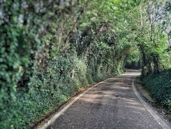 Empty road along trees