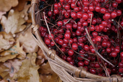 Wicker basket with red viburnum berries, yellow oak leaves