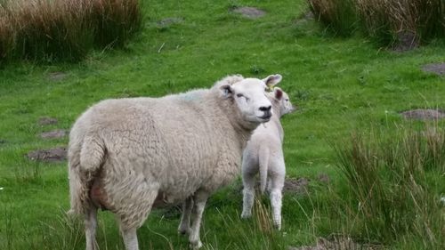 Sheep on field