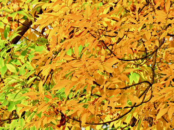 Full frame shot of yellow tree