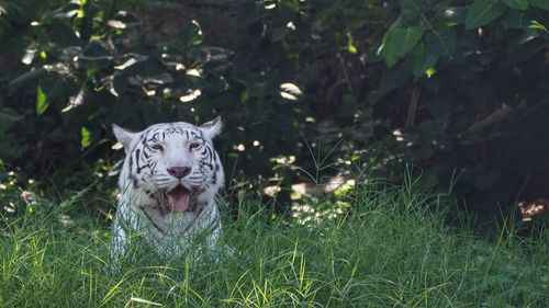 White tiger resting on grassy field against plants