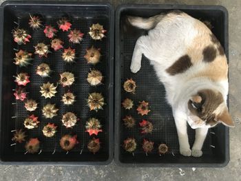 Cat sleeping on floor