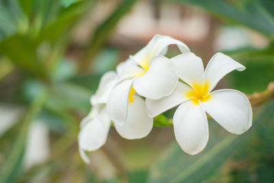 Close-up of white frangipani flowers blooming outdoors