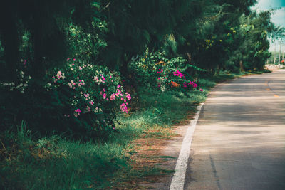 View of pink flowering plants in park