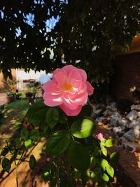 Close-up of pink hibiscus blooming outdoors