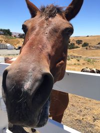 Close-up of horse against clear sky