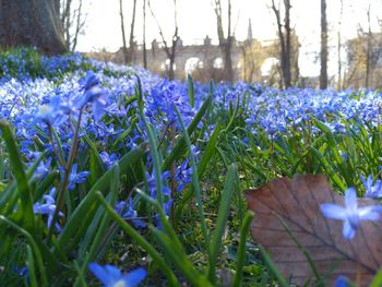 Close-up of purple flowers blooming in field