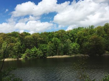 Scenic view of river amidst trees in forest against sky