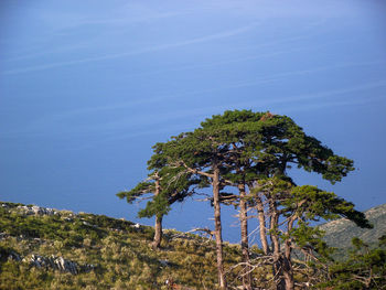 Tree on landscape against clear blue sky