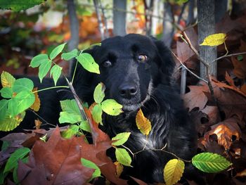 Portrait of black dog hiding in the bushes in autumn