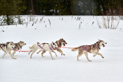 Dogs running on snow covered land