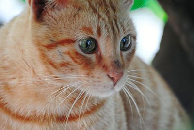 Close-up portrait of cat