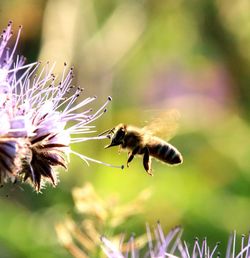 Close-up of bee buzzing by flower