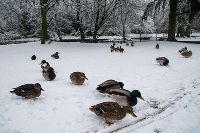 Ducks on frozen tree during winter