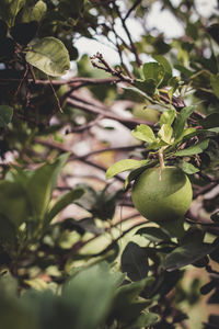 Close-up of fruits growing on tree