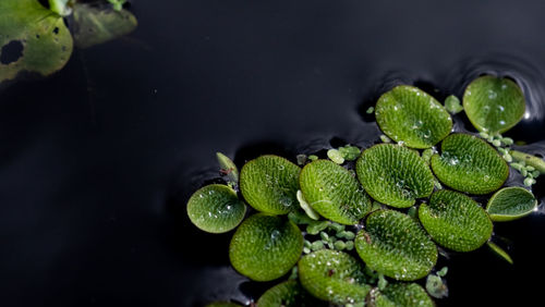 High angle view of fresh green leaves in water