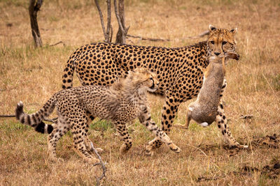 Family of cheetah eating animal on field