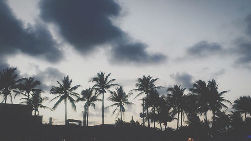 Low angle view of palm trees against storm clouds