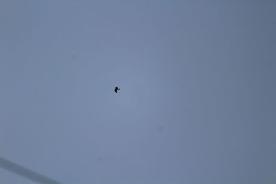 Low angle view of eagle flying against clear sky